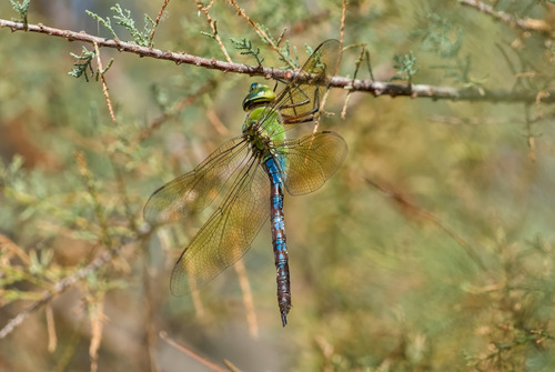 Blue Emperor