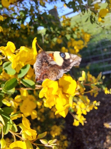 Yellow Admiral