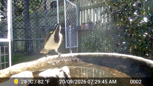 Blue-faced Honeyeater