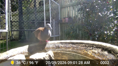 Bar-shouldered Dove