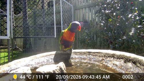 Rainbow Lorikeet