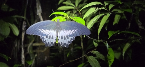 Sri Lankan Blue Mormon