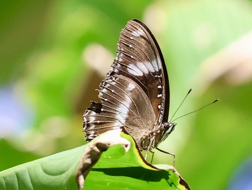 Great Eggfly