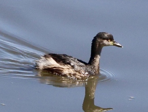 Australasian Grebe