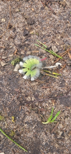 Pale Tussock Moth