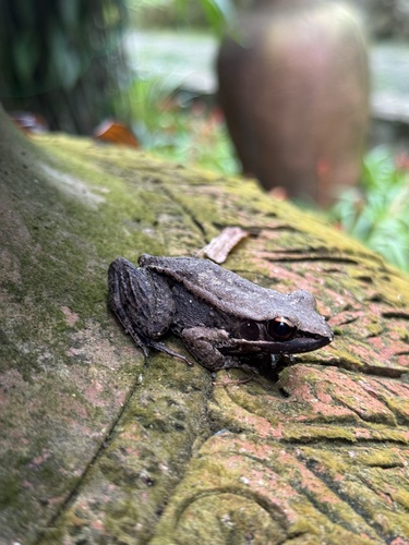 Mortensen's Frog