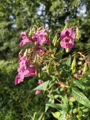 Himalayan balsam