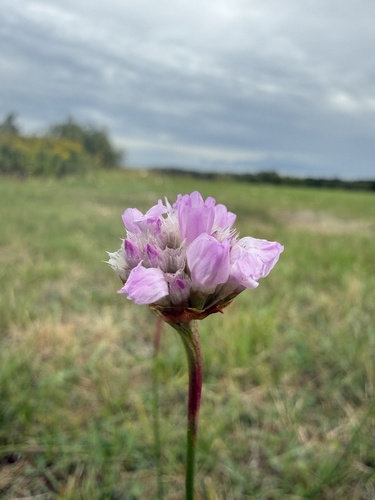 Sea Thrift