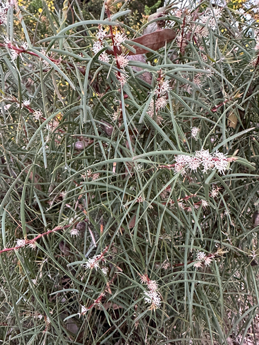 Furze Hakea