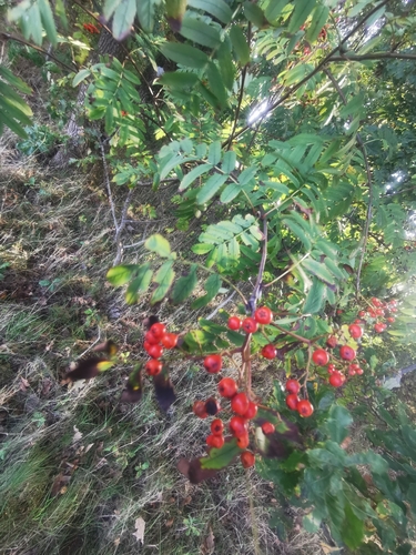 European mountain ash