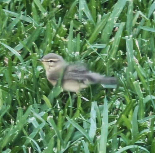 Willow Warbler