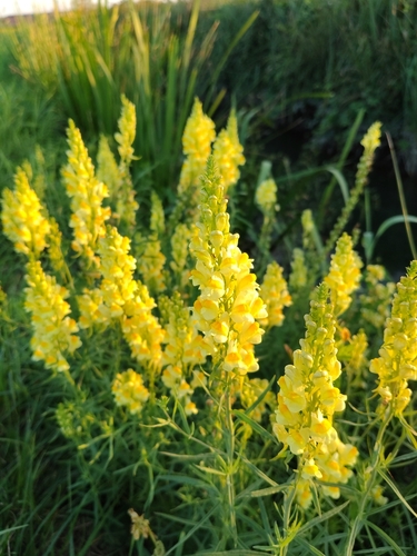 common toadflax