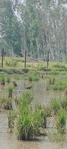 Glossy Ibis