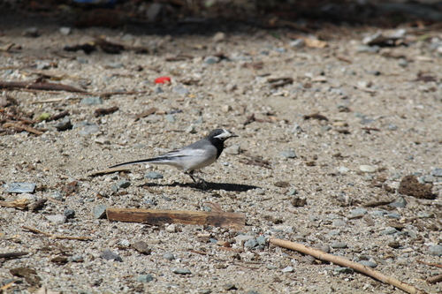 White Wagtail