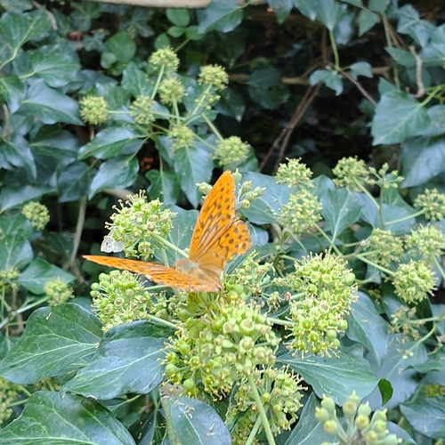 Silver-washed Fritillary