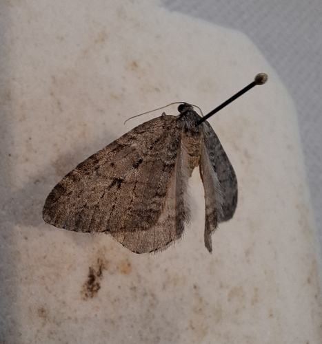 Autumnal Moth