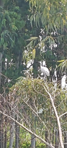 Black-headed Ibis