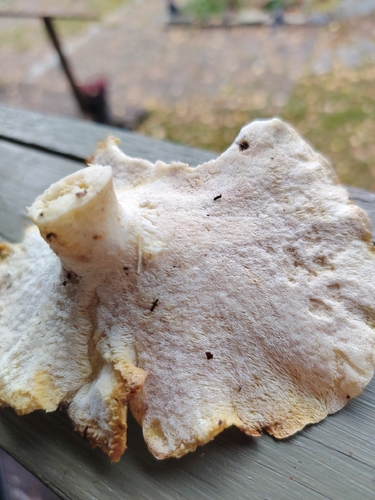 Sheep Polypore