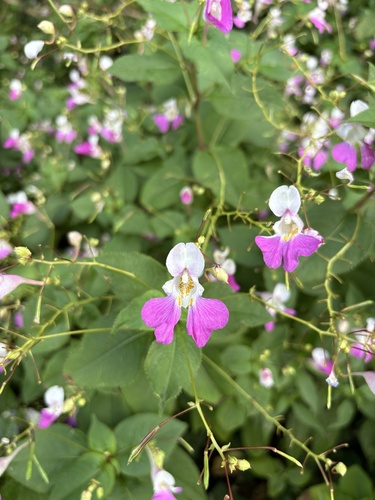 Kashmir Balsam