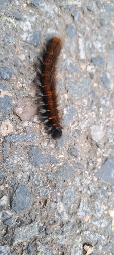 Fox Moth