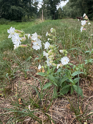 white campion