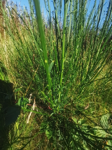 Scotch Broom