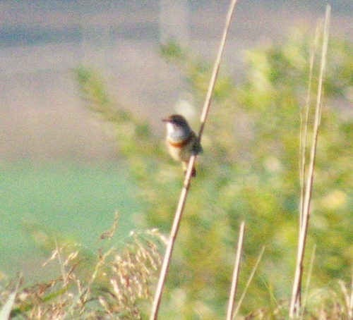 Bluethroat