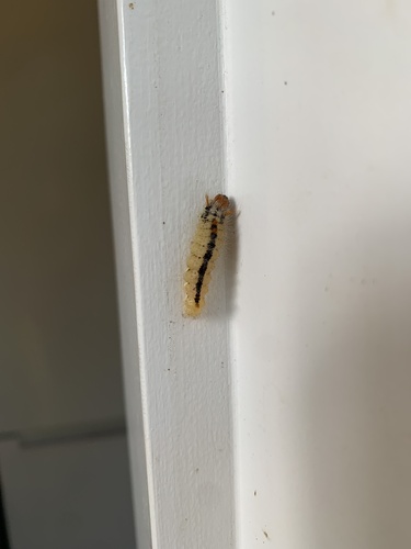 Nut-Tree Tussock
