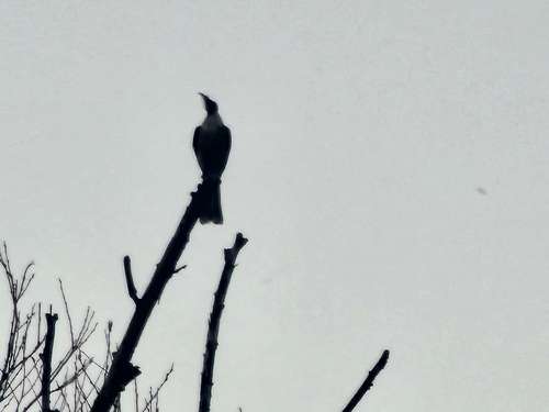 Noisy Friarbird
