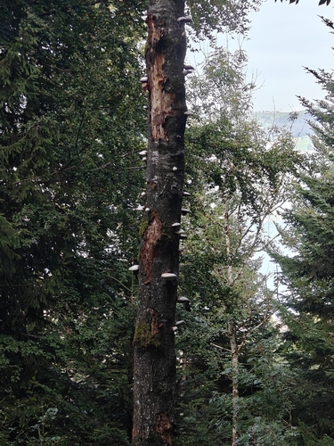 birch polypore
