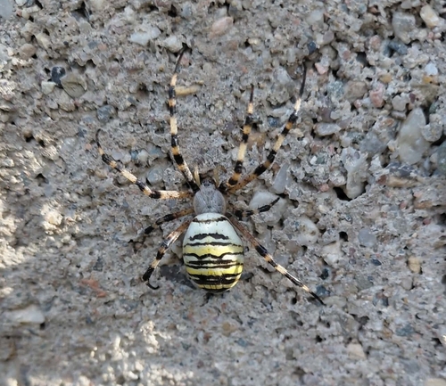 Wasp Spider