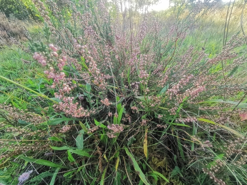 common heather