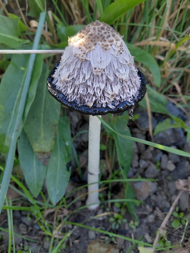 Shaggy Mane
