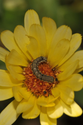 Cotton Bollworm Moth
