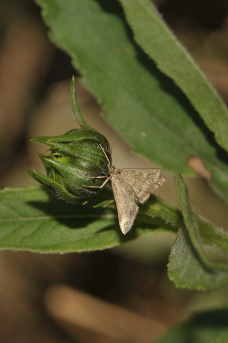 Straw-barred Pearl