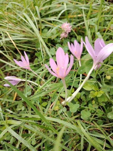 Autumn Crocus