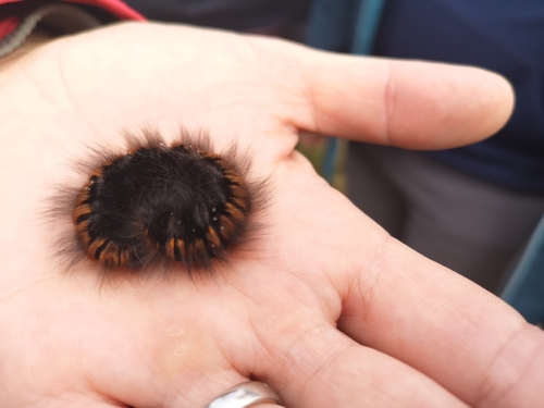 Fox Moth