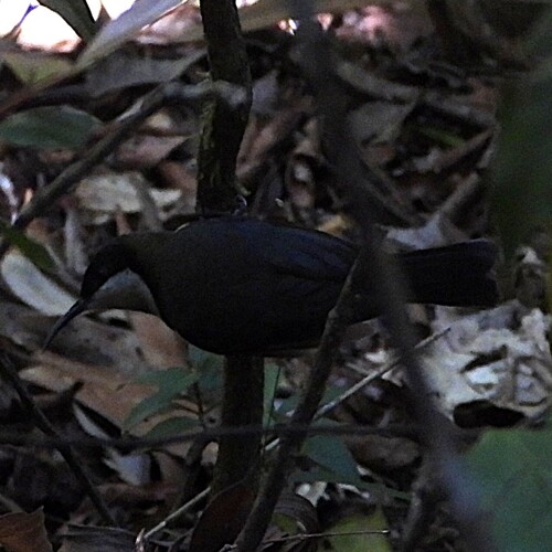 Eastern Spinebill