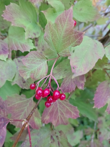 guelder-rose