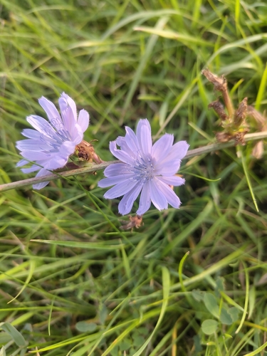 chicory