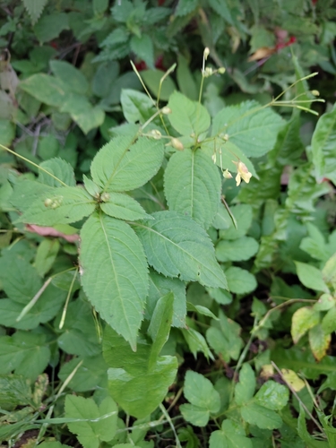 small balsam
