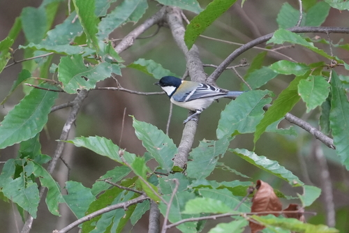 Asian Tit