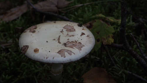 False Death-cap