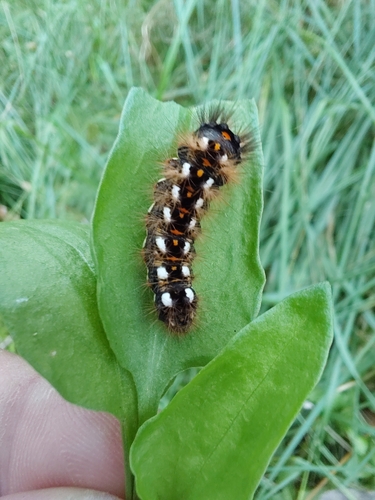 Knot Grass Moth