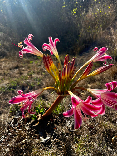 Crinum stuhlmannii delagoense