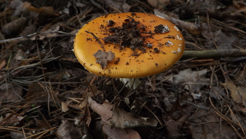 Fly Agaric
