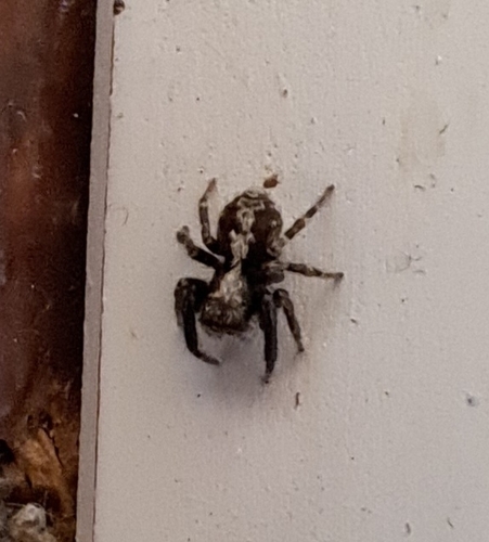House Jumping Spider