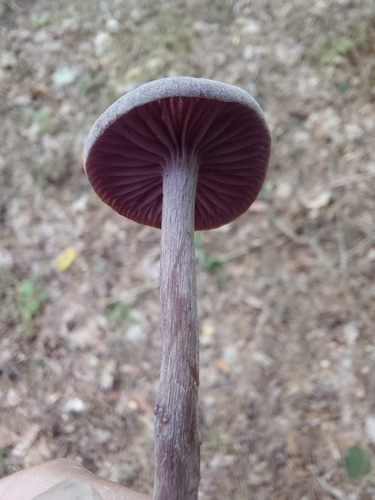 Amethyst Deceiver