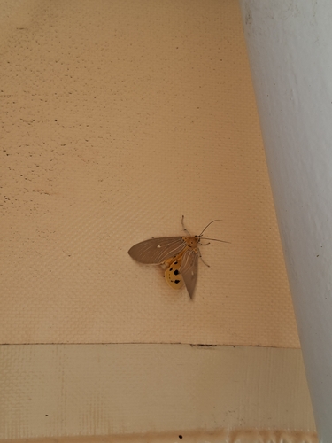 Tropical Tiger Moth