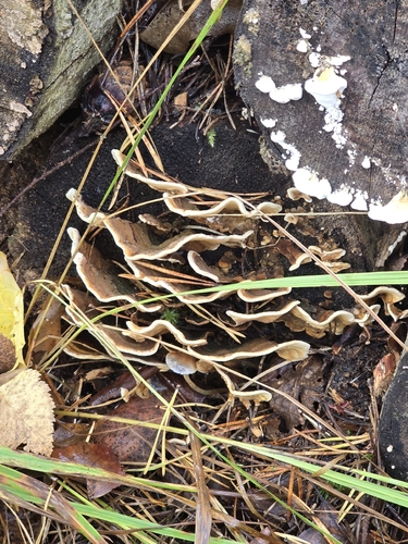 hairy curtain crust